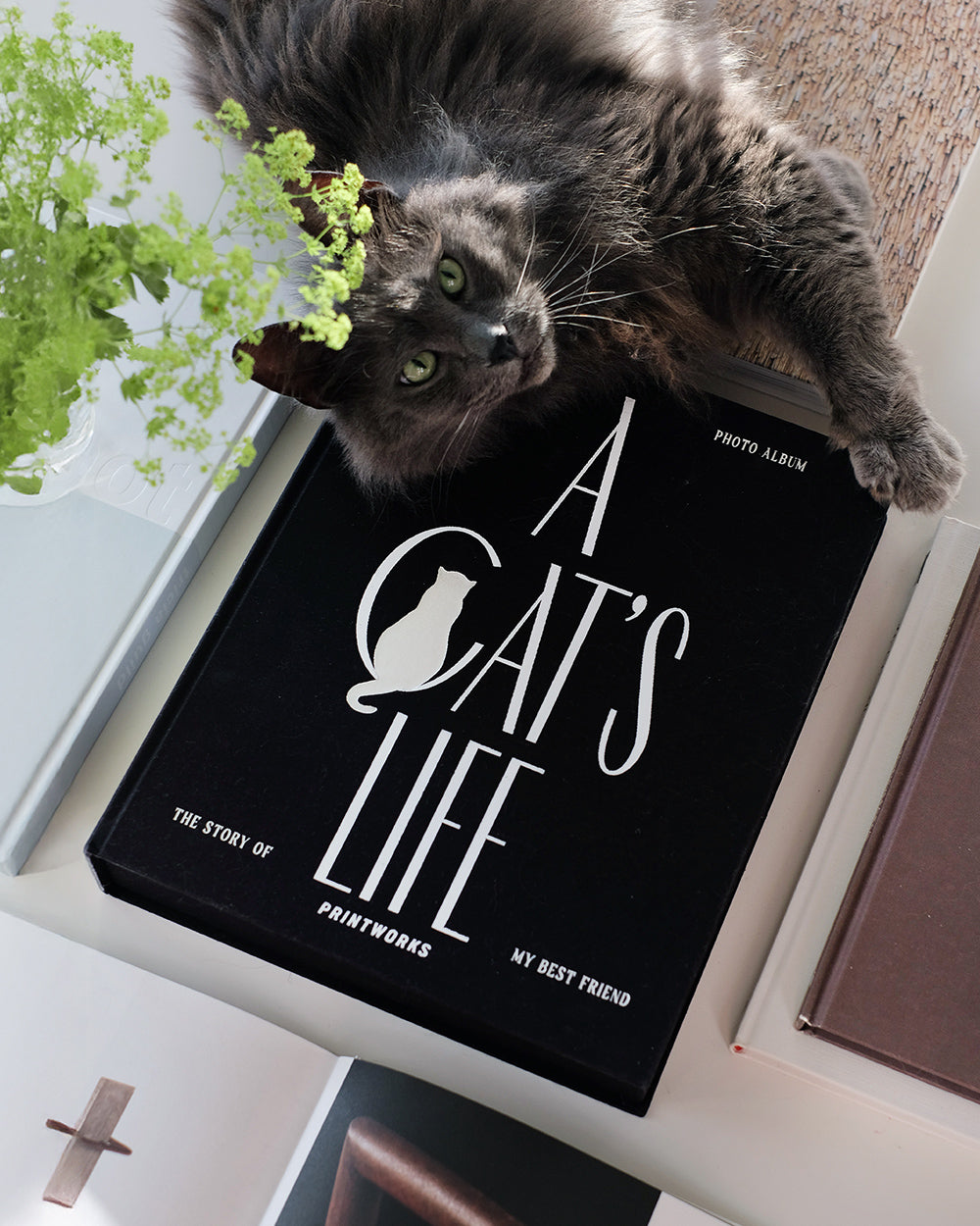 A Cat