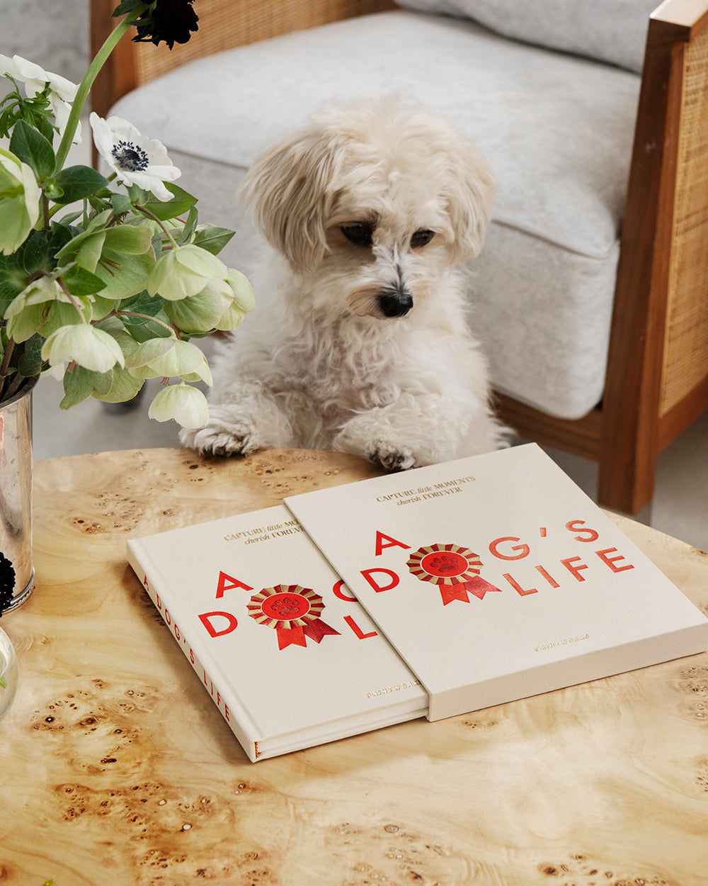 Dog Set